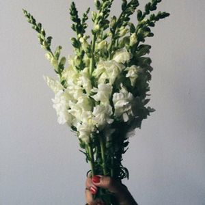 Meet your Posher, Kim